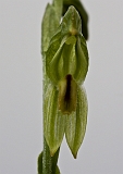 Pterostylis melagramma 3 Dainty Greenhood(b)